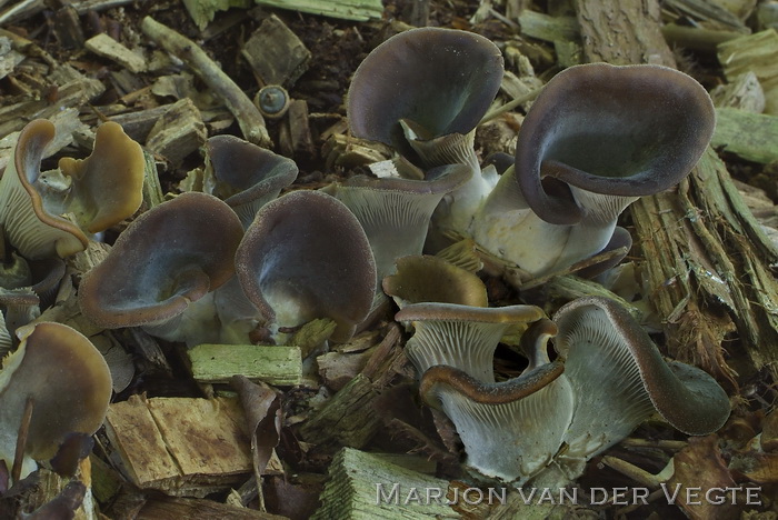 Grote harpoenzwam - Hohenbuehelia petaloides